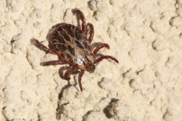 Une tique (Ixodidae - Amblyommidae - Dermacentor sp.)